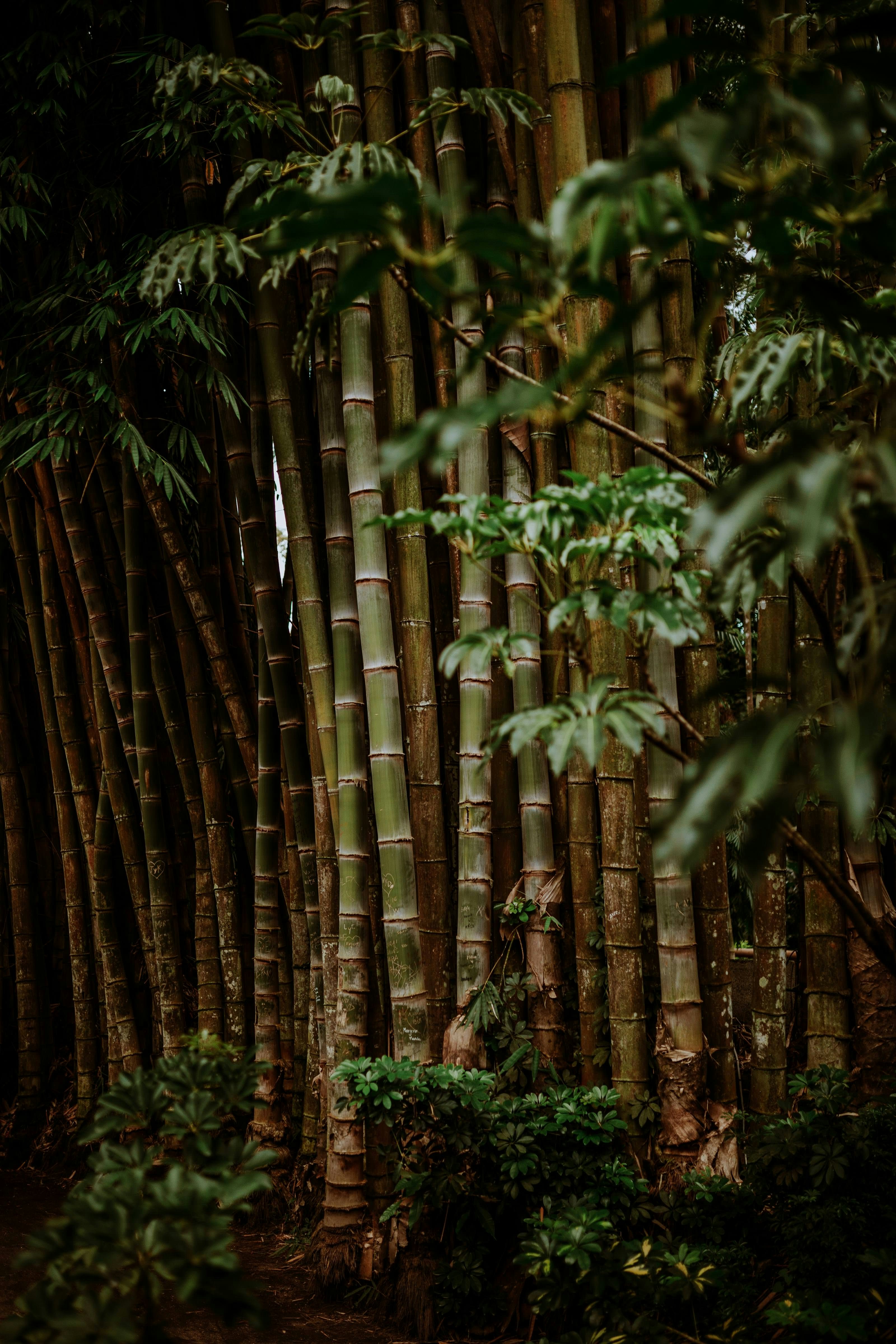 Bamboo Manufacturing Overview